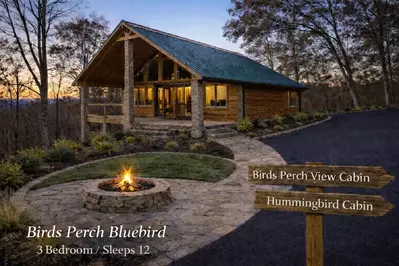 Birds Perch Bluebird